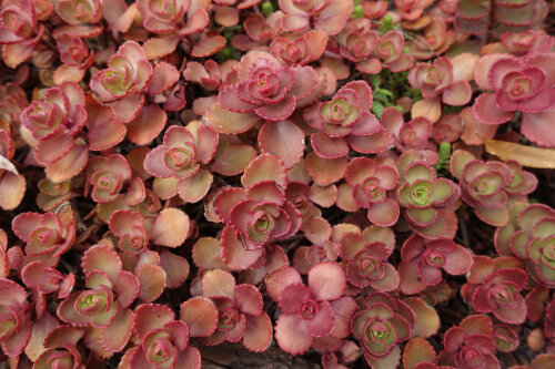 Sedum Voodoo